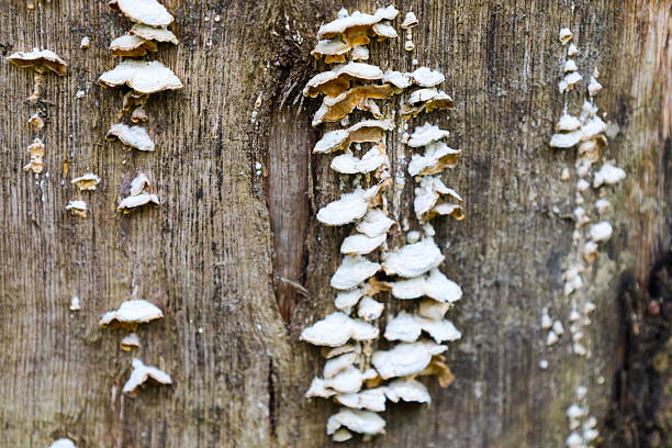 A row of white bracket fungi grows on an old tree trunk, creating a natural pattern. The texture of the wood and fungi emphasizes their symbiosis. Details of decomposition and life in the forest ecosystem.