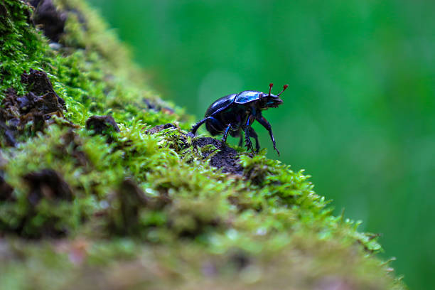 A shiny forest beetle with an iridescent blue shell stands on a slope covered in bright green moss. The blurred background emphasizes the focus on the insect, creating depth. A detailed view of the natural world.