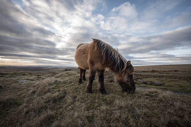 White Connemara pony in a field in Ireland. Connemaras ponies are prized for their agility,  hardiness,  jumping ability.