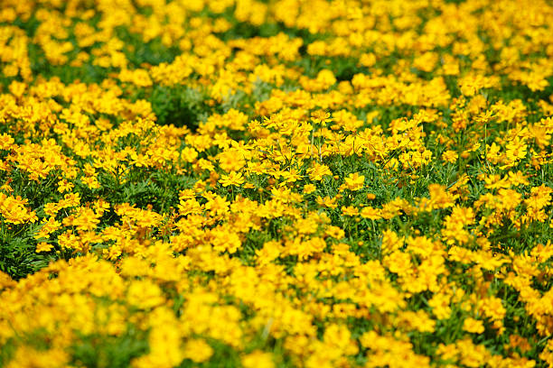 A stunning view of a vibrant yellow flower field, showcasing nature's beauty under bright sunshine. Perfect for seasonal or outdoor themes.