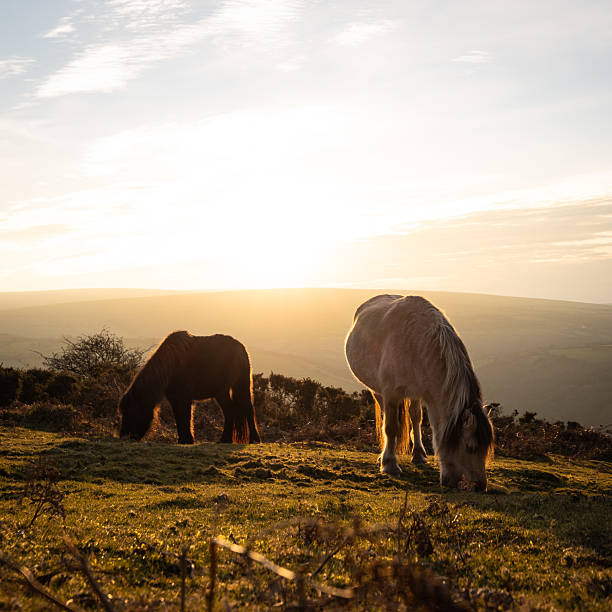 istock Dartmoor Ponies during sunset 2216235316