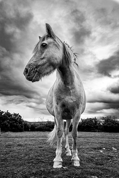 Dartmoor Ponies under moody skies