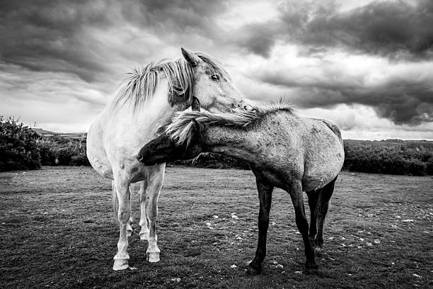 Dartmoor Ponies under moody skies