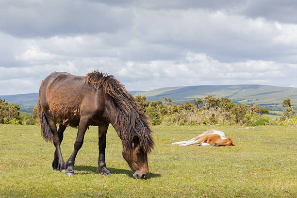 Horses on the Grassland,Qinghai–Xizang Plateau,China,Asia.