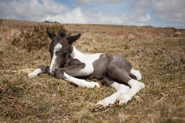 A foal not long been born relaxing on Dartmoor