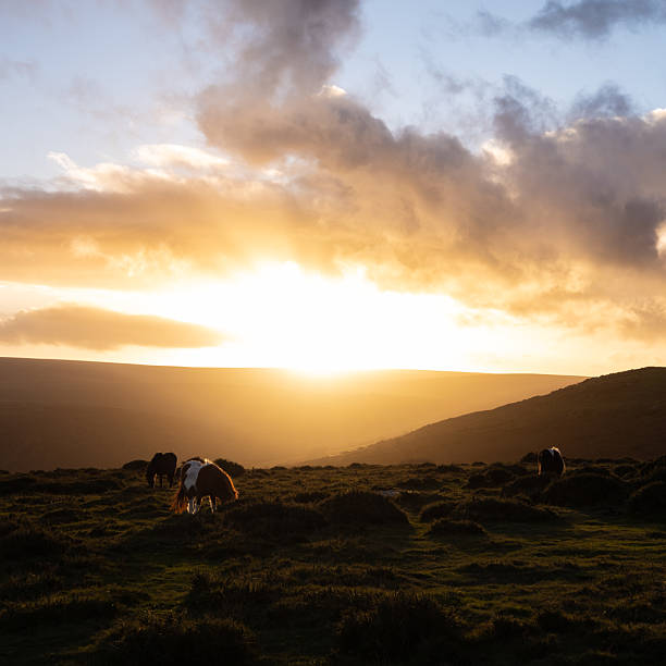 istock Dartmoor Ponies during sunset 2216235818
