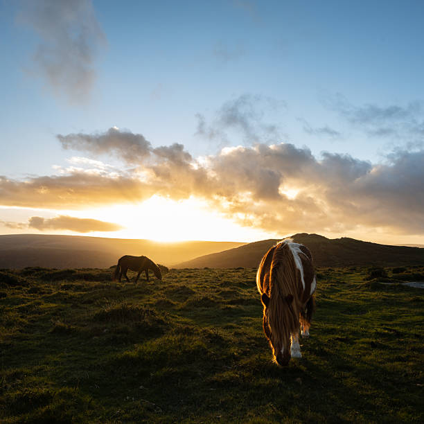 istock Dartmoor Ponies during sunset 2216235840