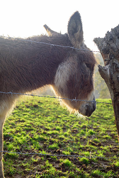 Grey donkey in farm field