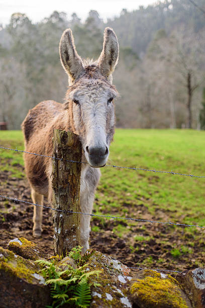 istock Grey donkey in farm field 2216236935