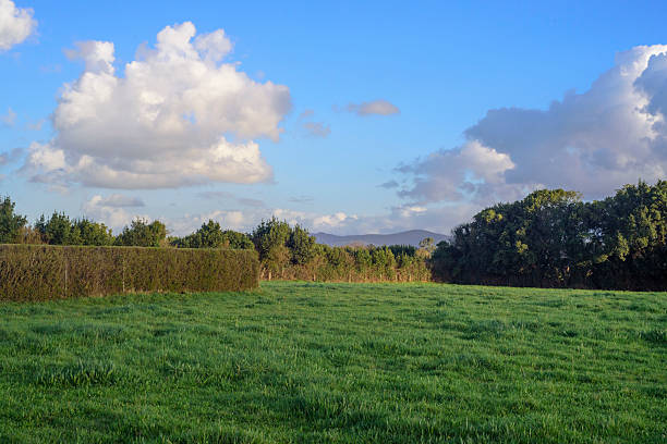 Green grass field in rural Asturias