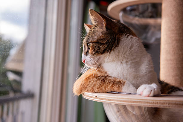 istock Relaxed Cat Gazing Out of Window from Cat Tree 2216238877