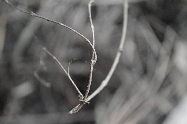 Dense network of intertwined branches and twigs creating an intricate and chaotic natural pattern, set against a woodland background. Represents nature, wild growth, and organic complexity.