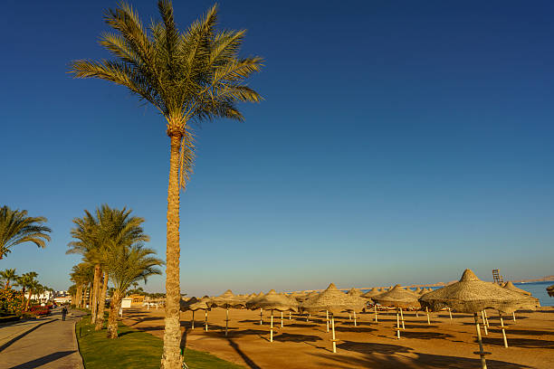A beach with palm trees and umbrellas. The sky is blue and the sun is setting