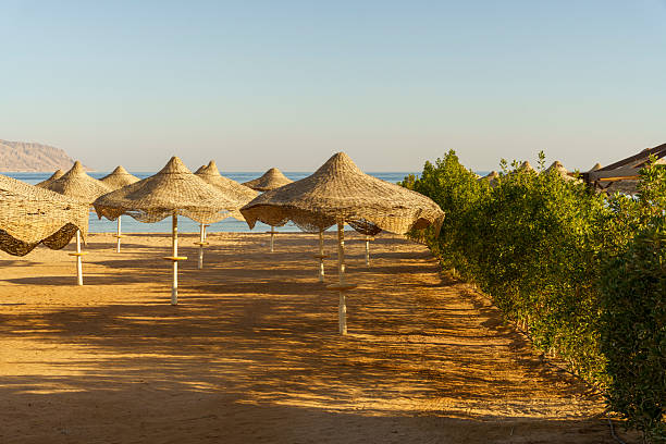 A beach with many umbrellas and a few trees. The umbrellas are all closed