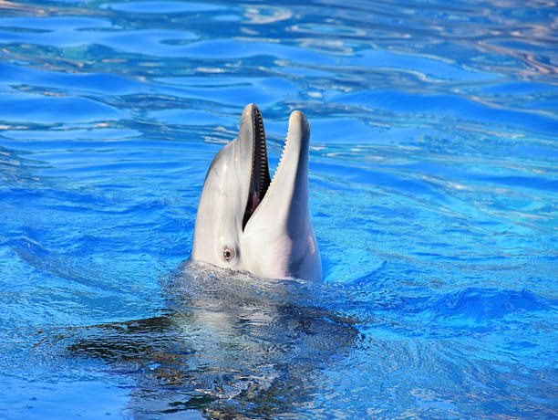 istock Head of a dolphin 2216239619