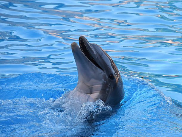 istock Head of a dolphin 2216239638