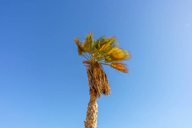 istock A palm tree is standing tall in a clear blue sky 2216240779