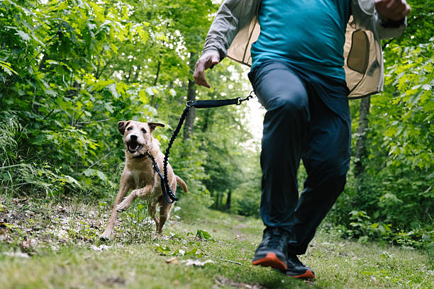 istock Canicross : a man runs with his mixed-breed dog through the forest 2216244521