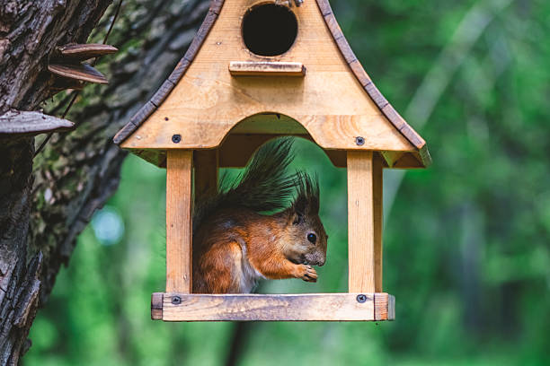 istock Red squirrel enjoying nuts inside small wooden bird feeder hanging on tree trunk, with blurred green forest background, creating peaceful nature scene 2216244584