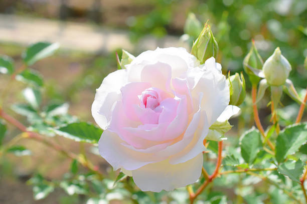 Santa Fe, NM: Single White Rosebud; Sunlit Adobe Wall, Copy Space