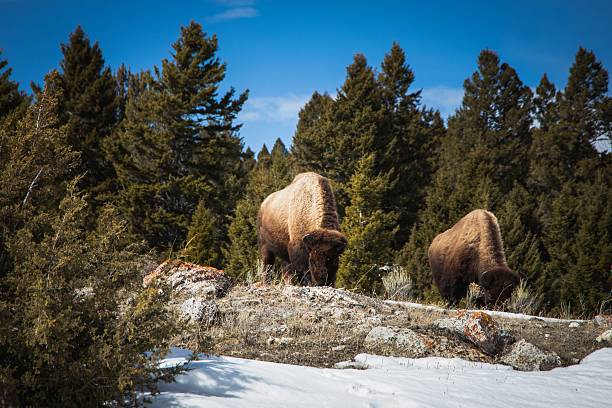 istock Bison Grazing in Snowy Forest Landscape 2216246170