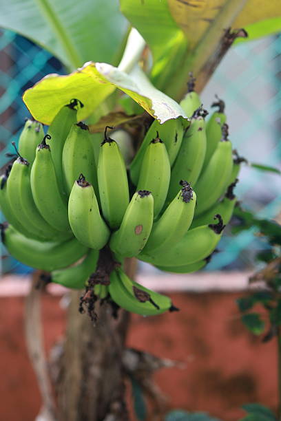 Close-up of a bunch of unripe green bananas growing on a tree in a tropical garden, with vibrant green leaves in the background.
