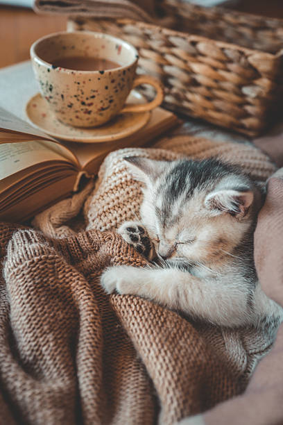 istock Sleeping kitten wrapped in soft brown knits next to an open book and ceramic cup, creating a warm and cozy autumn or winter reading scene 2216248421