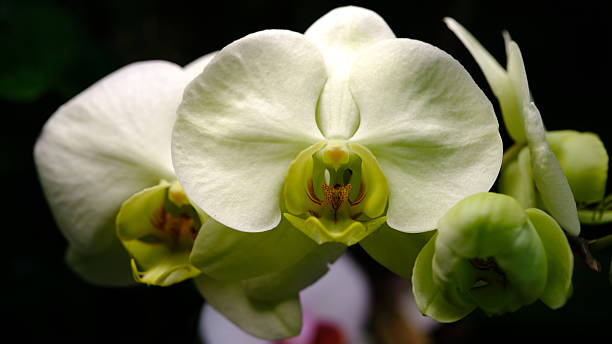 istock White orchid with greenish hues blooms gracefully in a tranquil setting 2216248671