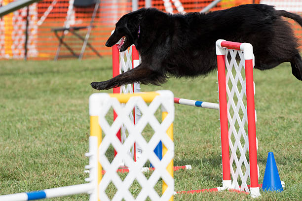 istock Belgian Sheepdog leaping over a hurdle during agility 2216249298