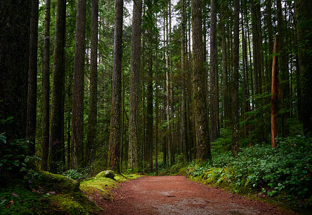 istock Scenic Pacific west coast rainforest. Hiking trail in beautiful coniferous forest. 2216249752