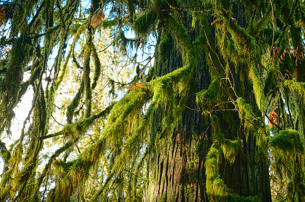 Branches in moss close-up. Scenic west coast rainforest. Nature background. Vancouver, British Columbia, Canada