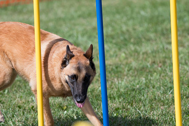 Belgian Malinois competing in an agility competition at a dog show