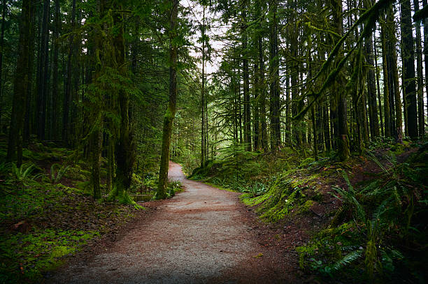 istock Scenic Pacific west coast rainforest. Hiking trail in beautiful coniferous forest. 2216251634
