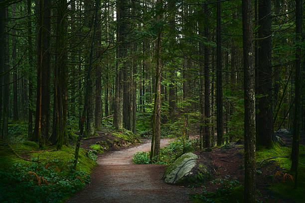 istock Scenic Pacific west coast rainforest. Hiking trail in beautiful coniferous forest. 2216252117