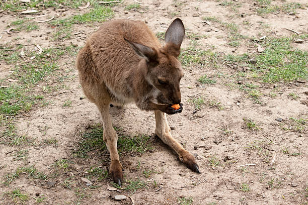 istock the joey western grey kangaroo is eating vegetables 2216252634
