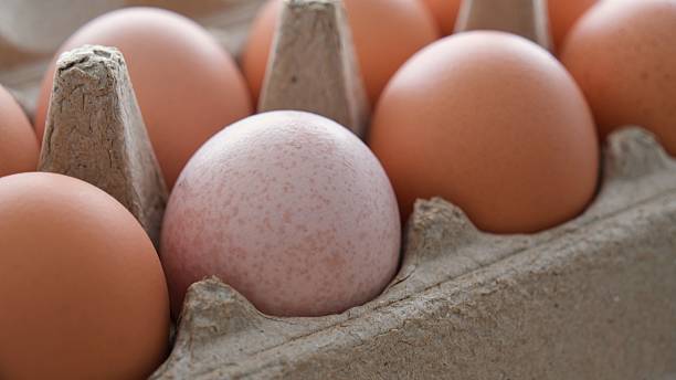 istock An egg that is a different color from the others 2216252651