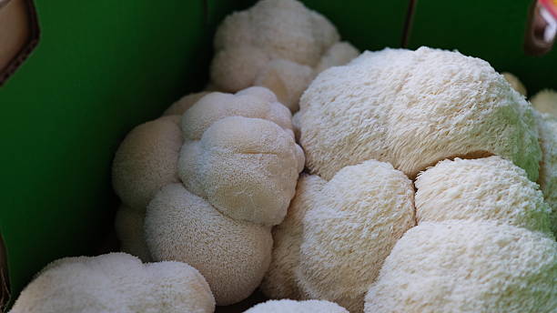istock Monkey mushroom or Hericium erinaceus, commonly known as Lion's Mane. 2216253085