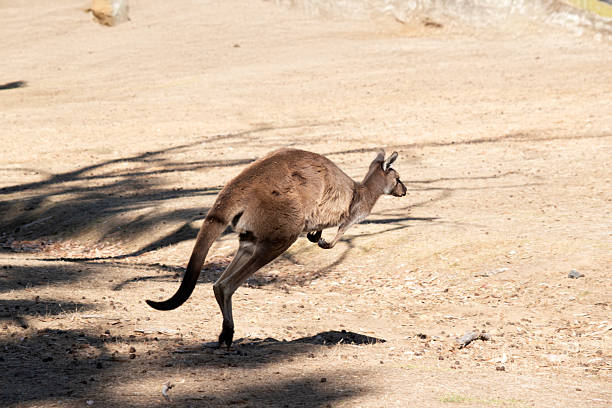 Jump Kanguru