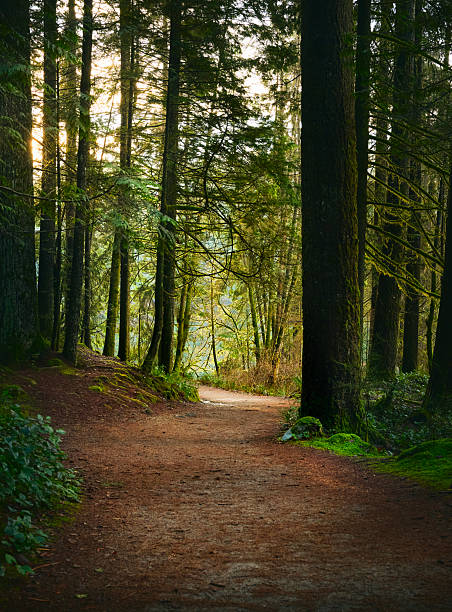 istock Scenic Pacific west coast rainforest. Hiking trail in beautiful coniferous forest. 2216253261