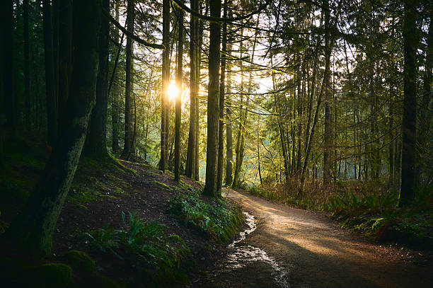 istock Scenic Pacific west coast rainforest. Hiking trail in beautiful coniferous forest. 2216253318