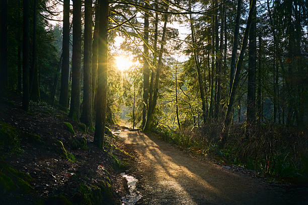 istock Scenic Pacific west coast rainforest. Hiking trail in beautiful coniferous forest. 2216253379