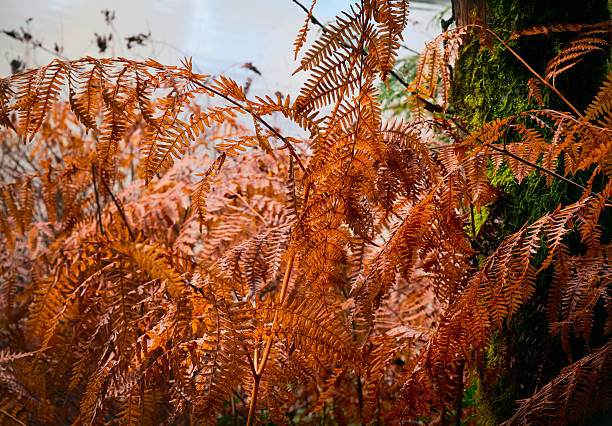 fern leaves. Beautiful natural background. Selective focus