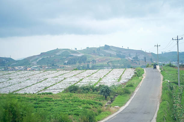 A scenic view of a countryside road beside expansive agricultural fields, surrounded by green rolling hills and a cloudy sky, showcasing rural beauty and farming landscapes.