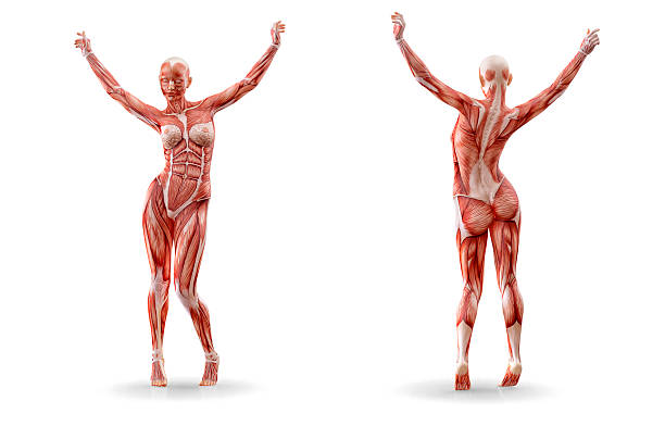 Human muscular system, 3D model. Detailed anatomical visualization of body muscles in dynamic pose Human muscular system, 3D model. Detailed anatomical visualization of body muscles in dynamic pose. Educational illustration for medicine, sports science, and physiotherapy. Innovative tool for healthcare professionals, fitness trainers, and medical students plastination photos stock pictures, royalty-free photos & images