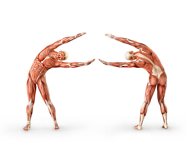 Human muscular system, 3D model. Detailed anatomical visualization of body muscles in dynamic pose Human muscular system, 3D model. Detailed anatomical visualization of body muscles in dynamic pose. Educational illustration for medicine, sports science, and physiotherapy. Innovative tool for healthcare professionals, fitness trainers, and medical students plastination photos stock pictures, royalty-free photos & images