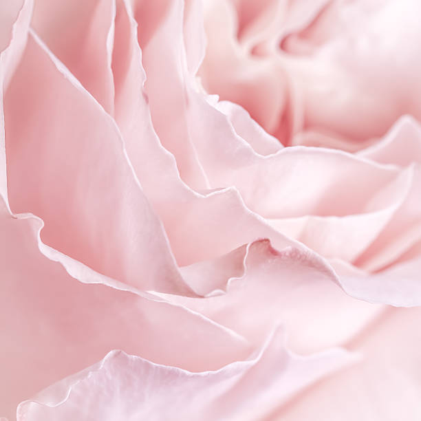 istock Soft pink rose petals create a delicate, romantic, and elegant background. 2216257235