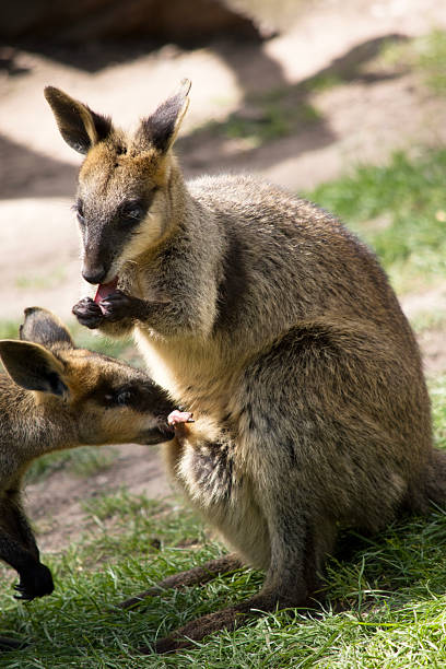 istock the swamp wallaby has a very small joey in its pouch 2216257873