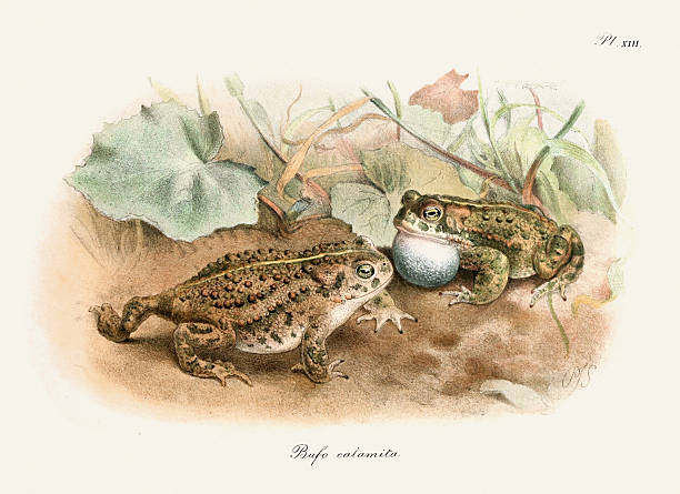 Vintage frog illustration from a batrachians book published in London in 1897. Naturalistic style, perfect for collectors and nature lovers.