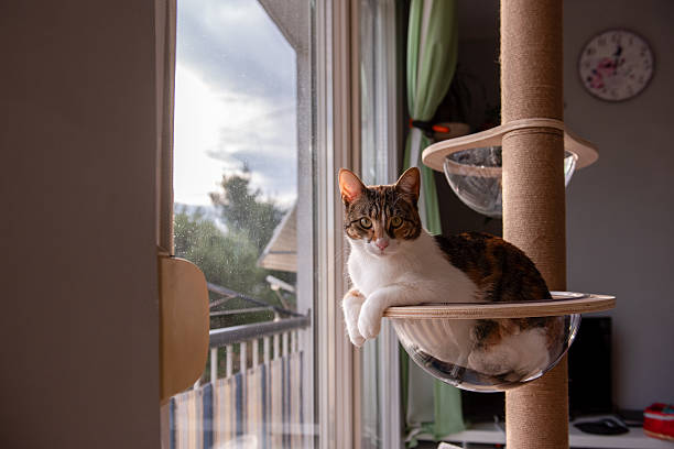 istock Cat Relaxing in a Transparent Bubble Perch by the Window 2216258588