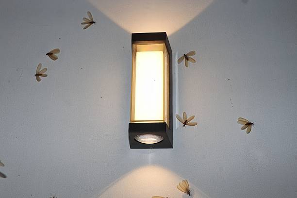 Wall Lamp at Night Surrounded by Winged Insects Creating Shadows
